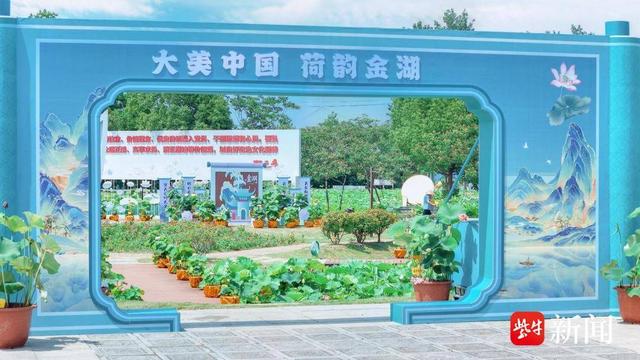 “金”夏盛荷 ——走进金湖荷花荡