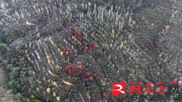 层林尽染！口门水库山间红叶进入最佳观赏期