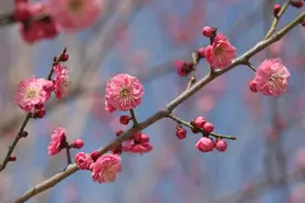 滨州市城管局发布“赏花地图”，一键解锁全城浪漫！图片