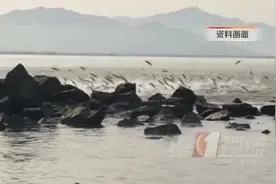 深圳湾再现非法捕捞，执法部门：已开展行动！图片