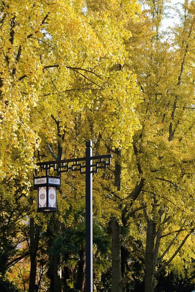 “美神”降临！太仓限定秋日美景，真的“杀”疯了！