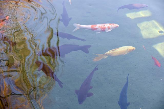 新视界｜如诗如画！冬至趵突泉 景色别样新