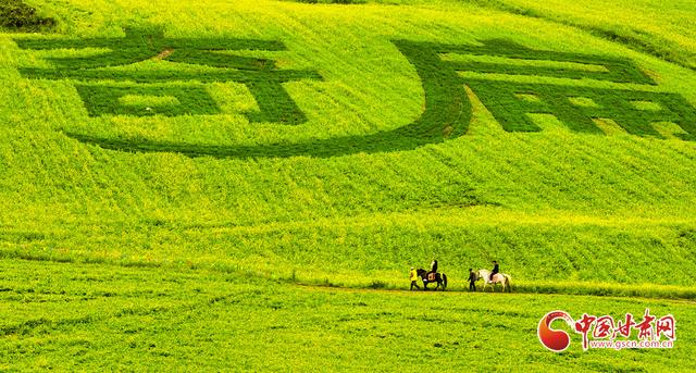 陇拍客丨祁连山下万亩油菜花开引客来