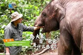 新华访谈｜给大象当“爸爸”是什么感觉？图片