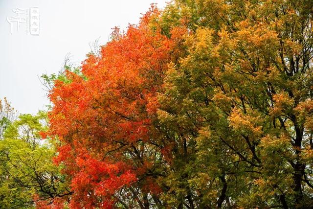 秦淮citywalk｜七桥瓮湿地公园