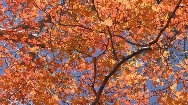 “双节”期间文旅市场百花齐放 多元业态激活消费新活力