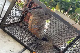 隔三差五，进屋偷吃！杭州又一个小区松鼠扰民，怎么破？图片