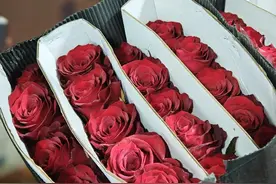 价格翻倍！红玫瑰成“顶流”，福州情人节鲜花市场销售火热！图片