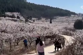 以“花”为媒、以“旅”促农 勾勒乡村振兴新图景图片