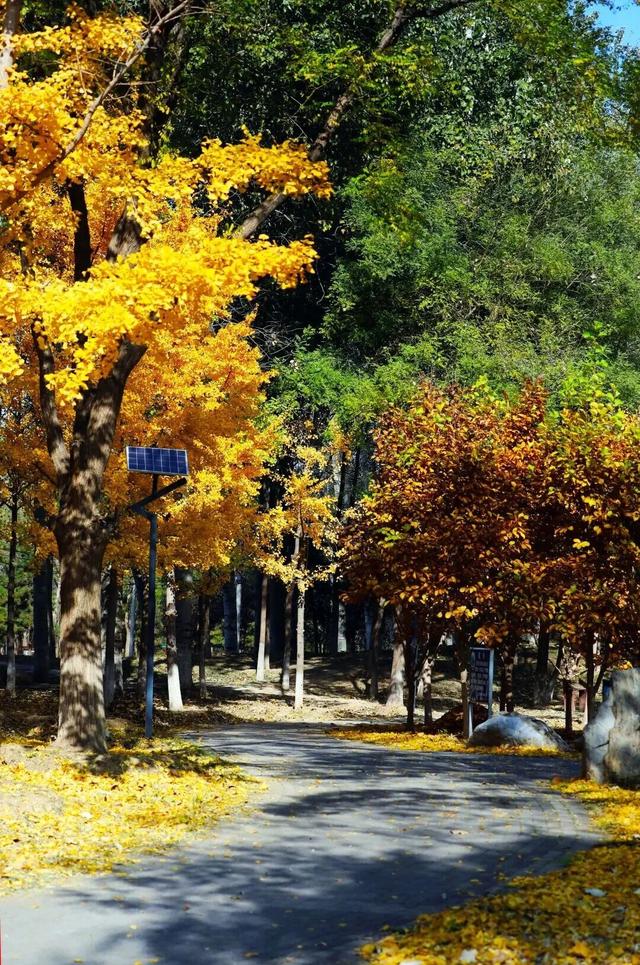 惊艳！身边的北京秋景“天花板”来了！