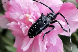 青未了|偶遇星天牛图片