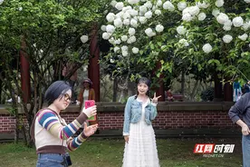 组图 | 如玉似雪 湖南烈士公园木绣球花迎盛花期图片