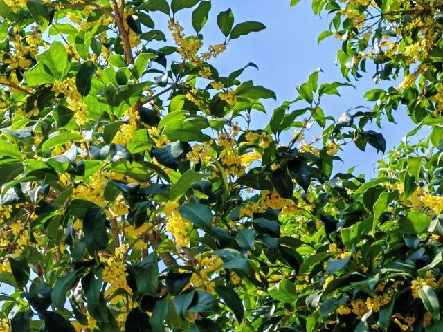 盼了好久的桂花，终于开了！