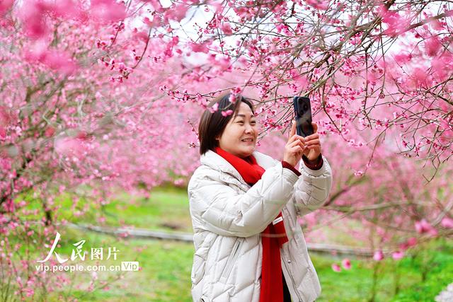 湖北来凤：梅花绽放迎客来