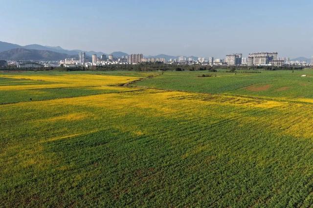 没看错！云南第一波油菜花已经金灿灿啦