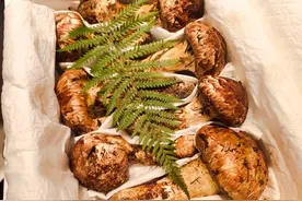 ​又是一年松茸季，迪庆开始探索“松茸+”图片