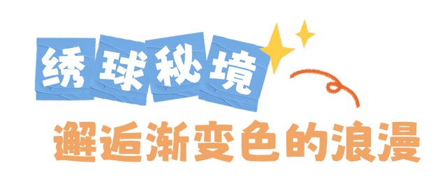 圆锥绣球+硫华菊盛放！植物园双花展上新！