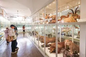 探展京津冀 | “活化石”博物馆里藏着化石宝藏图片