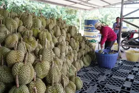 泰国榴莲200多种？统统炫我嘴里来！图片