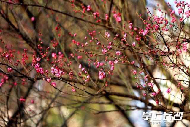 烈士公园年嘉湖畔，又见红梅点点开