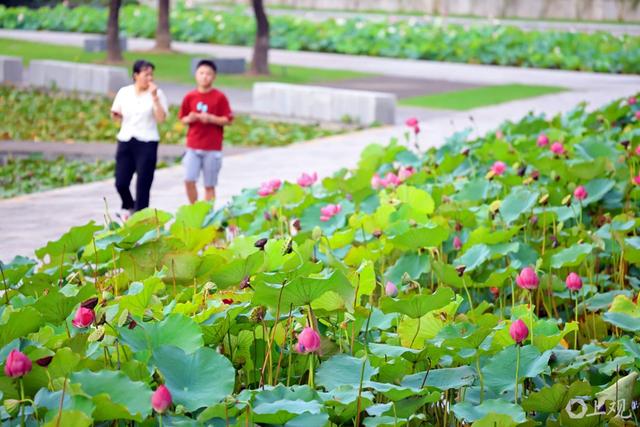 场面｜立秋非入秋，酷暑依旧，太阳落山公园绿地迎来消暑的人群
