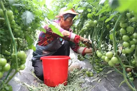 一次出货1500斤 “小西红柿”种出乡村振兴大产业图片