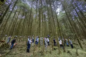让“黑森林”焕发新生机 四川高质量推进森林可持续经营试点工作图片