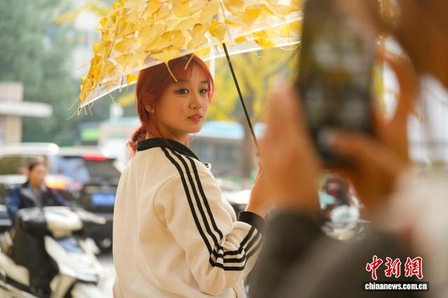 湖北荆州：古城墙下银杏黄 秋意正浓醉游人