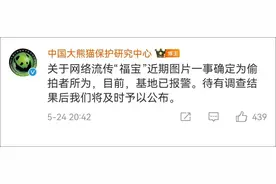 “福宝”被偷拍，大熊猫保护研究中心：已报警！图片