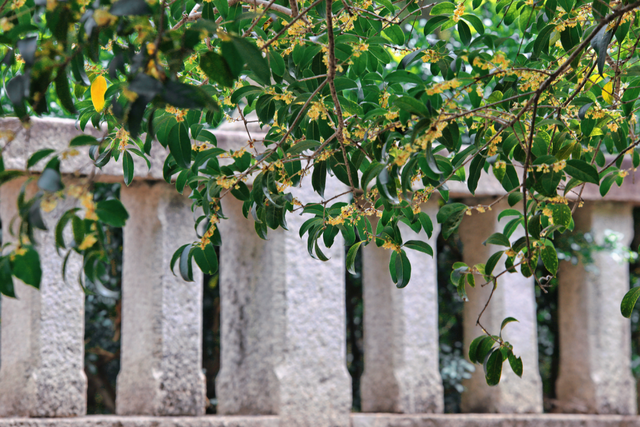 破案了！西街飘散的香味，源头竟然在开元寺