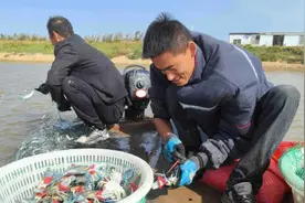 最重252克！兰花蟹在响水养殖成功图片