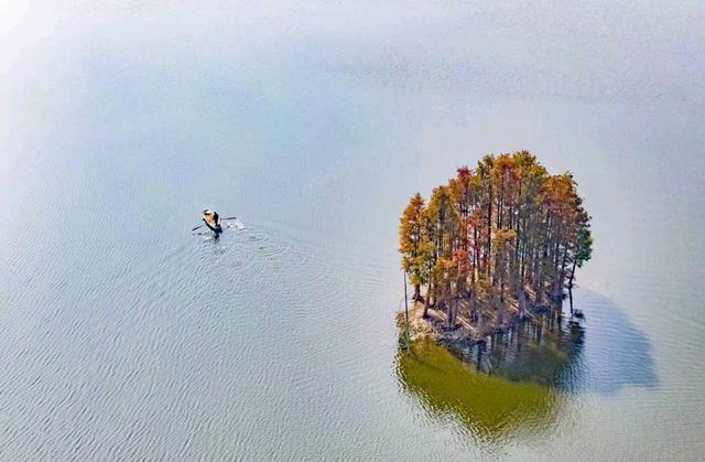 缤纷水杉迎客来