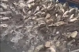 千岛湖蛇年第一捕，收获6万余斤鲢鳙鱼！还有两条金色“鱼王”图片