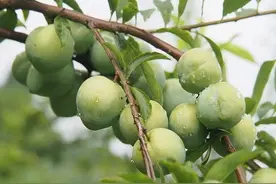 石滩镇：李子喜获丰收 人大代表找销路集体增收入图片