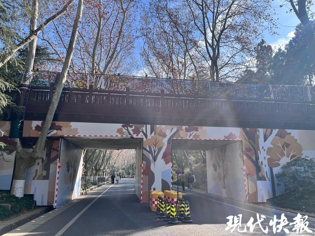 南京钟山梧桐大道网红天桥启动维修，换上限定2D皮肤