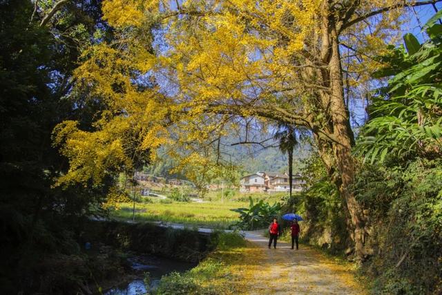 南洋风里飘着的根