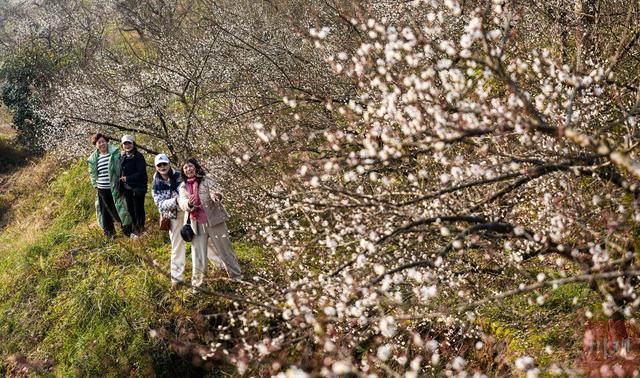 C视觉︱速来 大邑雁鹅村3000亩青梅花海已上线