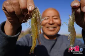 新疆哈密：戈壁滩上产“海鲜”图片