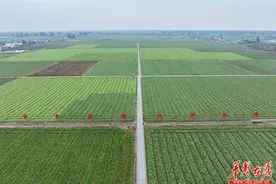 常德是个好地方｜安乡县的“一条鱼”“一兜菜”实现了产业富民兴乡图片