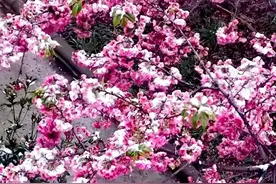梦幻~云南多地下雪！雪花与鲜花“齐开”共舞！图片