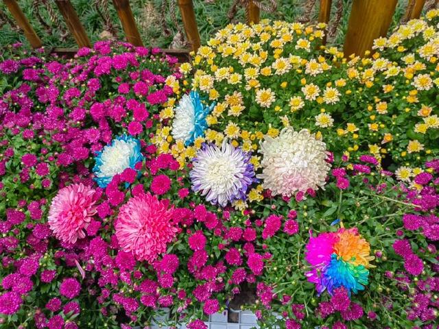 菊等你了！来重庆乘轨道交通打卡这些赏菊地