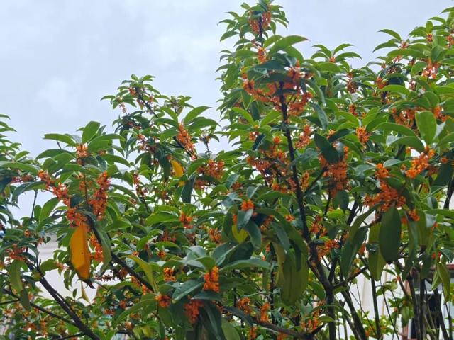秋意渐浓，桂花灼灼映西坡