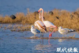 拍到了！火烈鸟“呕心沥血”喂幼鸟图片