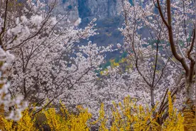淄博峡谷樱花已盛放！清明假期，在潭溪山共赴一场浪漫花事！图片