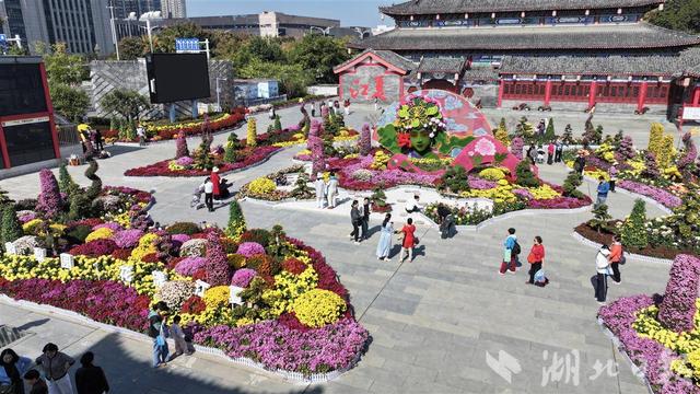 江夏菊展持续火爆 “戏曲”元素出圈