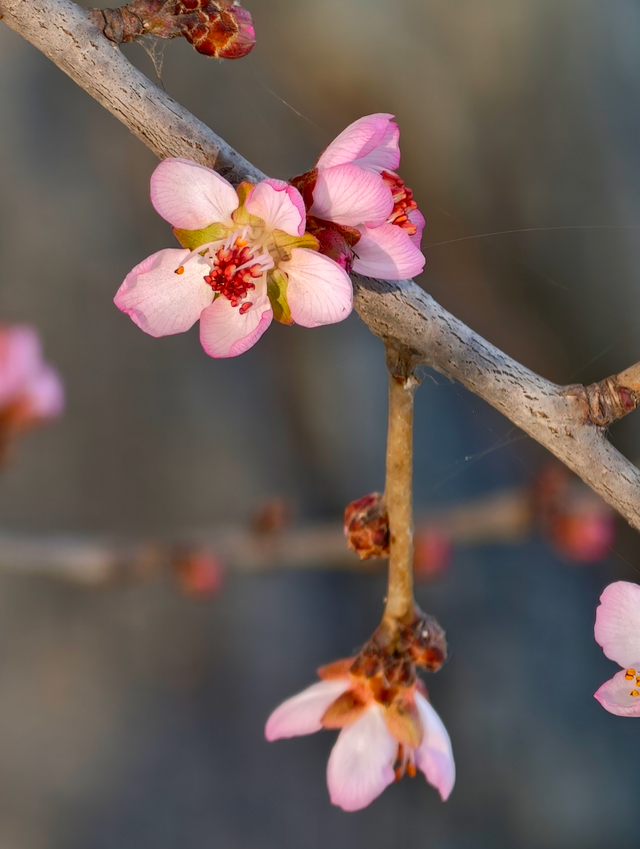 颐和园西堤，冬日桃花添暖意