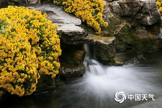 菊香伴重阳！全国重阳节出游天气地图出炉 五大名城赏菊指南请收好