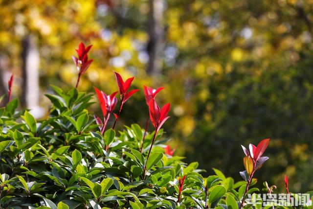 金秋斑斓 公园如画