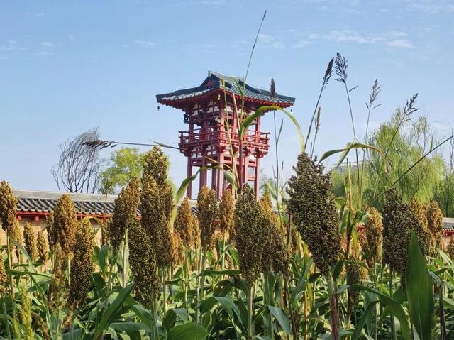 定鼎门旁这片高粱红，已经藏不住古都的秋意了