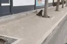 北京通州城区出现猴子？专家：切勿投喂、对视、掏口袋图片